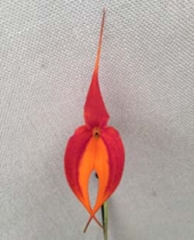 Masdevallia veitchiana